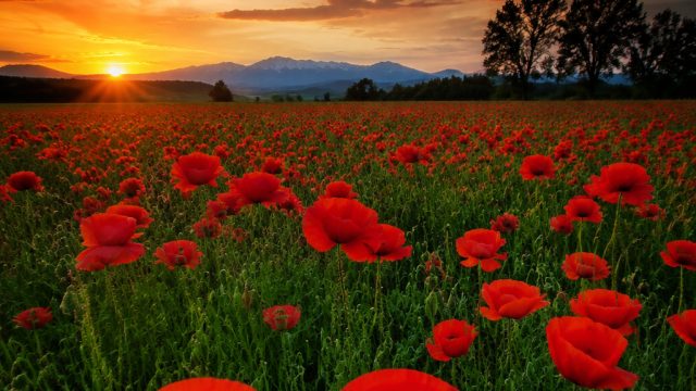 Captivating Color Photography: A New Wave of Visual Inspiration