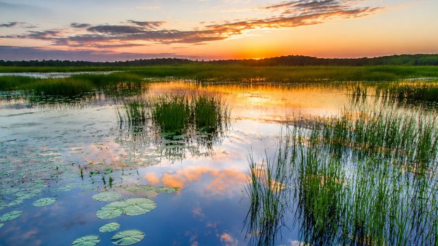 Exploring the Enchantment of Wetlands: A Bird's Perspective