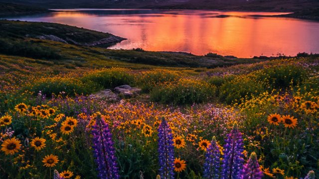 The Importance of Color in Photography and Design