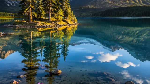 Explore the Allure of Nature with Vibrant Wallpaper Designs