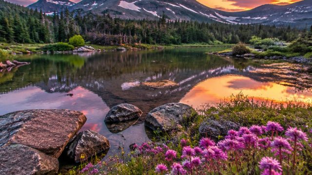 Captivating Nature: A Stunning Wallpaper Gallery Experience