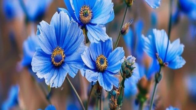 Captivating Blue Flax Blooms: Nature's Vibrant Canvas
