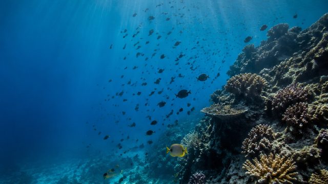 Explore the Depths: Captivating Underwater Imagery for Your Screen