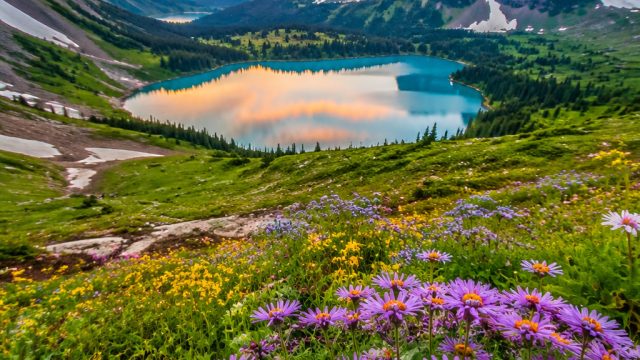 Vibrant Serenity: The Allure of Nature-Inspired Wallpaper Designs