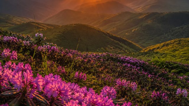 Discover Vibrant Wallpapers for Your Screens: Nature's Palette