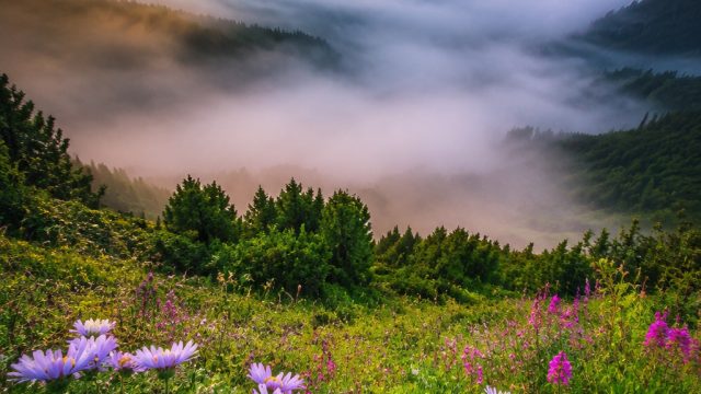 Explore the Captivating Aesthetic of Nature-Inspired Wallpapers