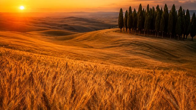 Golden Fields: A Captivating Wallpaper Experience for Your Screens