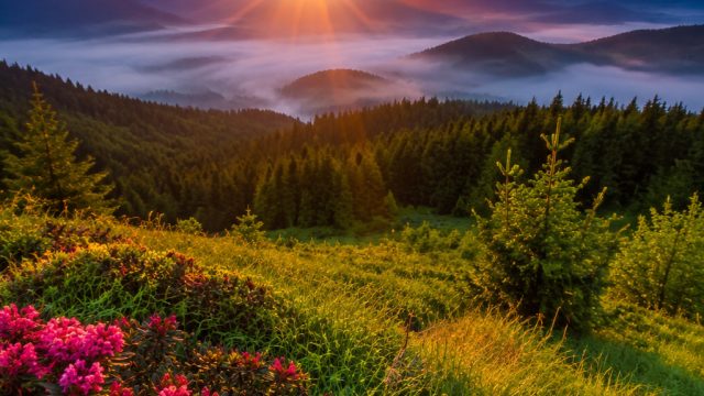 Captivating Wallpaper Gallery: Embrace Nature's Serenity
