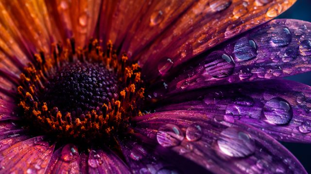 Mastering Macro Photography: Capturing the Details | gambar anime gatotkaca, toto 12 slot