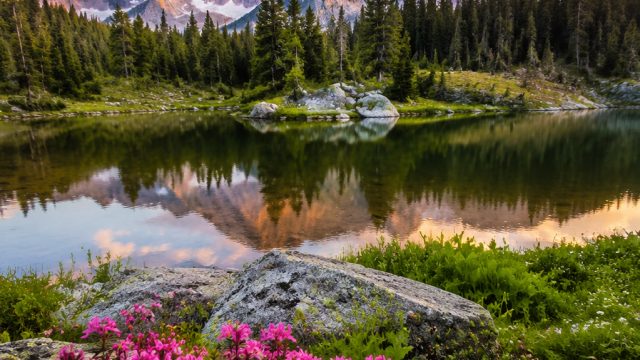Discover the Allure of Nature in Stunning Wallpaper Designs