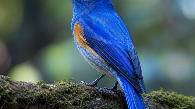 Captivating Bird Photography for Your Screen: Nature's Wonders