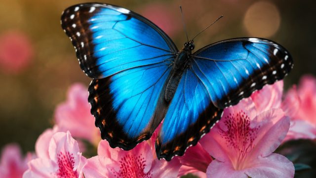 Embrace Nature's Colorful Wings: Stunning Butterfly Wallpapers
