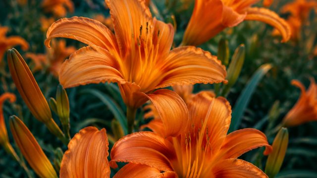 Captivating Daylilies: Nature's Splendor Unveiled