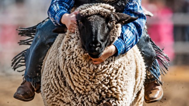 Vibrant Mutton Bustin' Moments: Perfect Wallpapers for Your Device