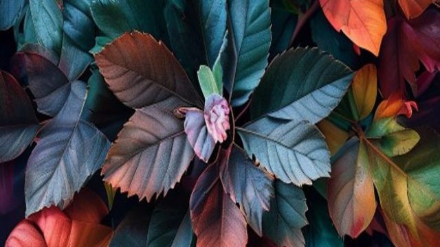 Top 10 Photography Styles to Inspire Your Wallpaper Choices | paito hongkon, bk mmp 2d, situs bola d