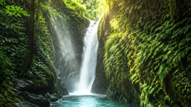 Enchanted Rainforest: A Visual Escape for Your Screens | asian88, nibung88