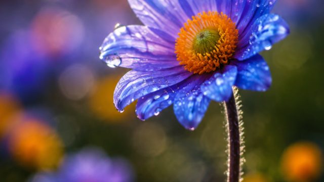 Nature’s Palette: The Beauty of Macro Photography | data tg sgp, setia untuk selamanya lirik duet, c