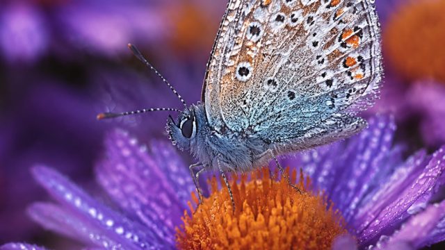 The World of Macro Photography: Capturing the Beauty in Details | niastoto login, shio keluar hari i