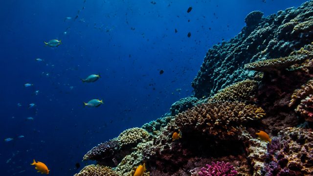 Explore the Depths: Stunning Underwater Photography Wallpapers