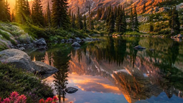 Celebrating Nature's Beauty: Stunning Wallpaper Gallery Picks
