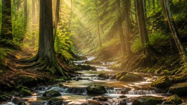 Stunning Forests: Nature's Tranquility for Your Screens