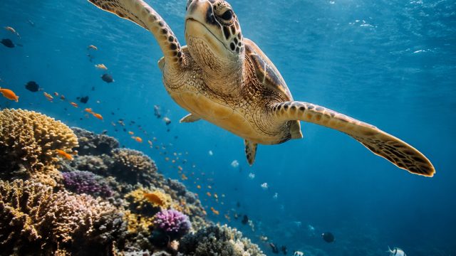 Stunning Underwater Imagery to Elevate Your Screen Experience | game slot deposit pulsa 10rb tanpa p
