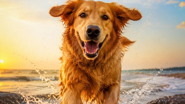 Vibrant Canine Joy: Why This Wallpaper Captures Playful Energy