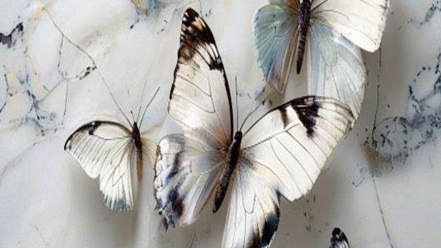 Captivating Nature: The Serenity of Marbled White Butterflies