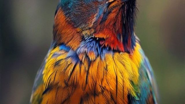 Stunning Bird Portraits: Nature's Avian Artistry