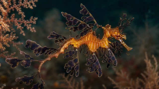 Discover the Enigmatic Beauty of the Lembeh Sea Dragon