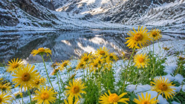 Enchanting Summer Snow: A Rare Visual Journey