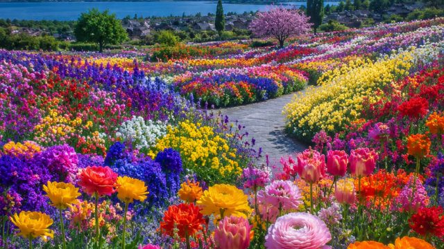 Vibrant Rainbow Blooms: A