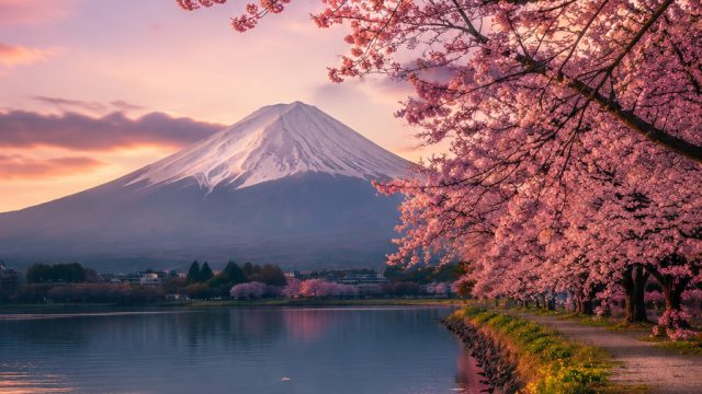 Embrace Tranquility with Our Stunning Sakura Wallpapers