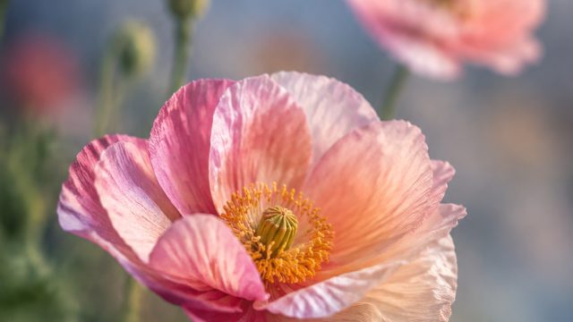 Explore the Enchanting World of 'Fragile Beauties' Wallpapers