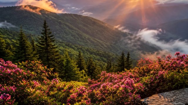 Captivating Nature Scenes: A Perfect Escape for Your Screen