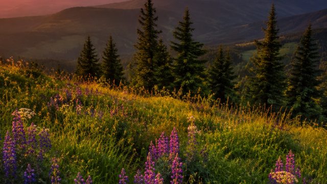 Captivating Phone Wallpapers: Nature's Serenity in Your Pocket