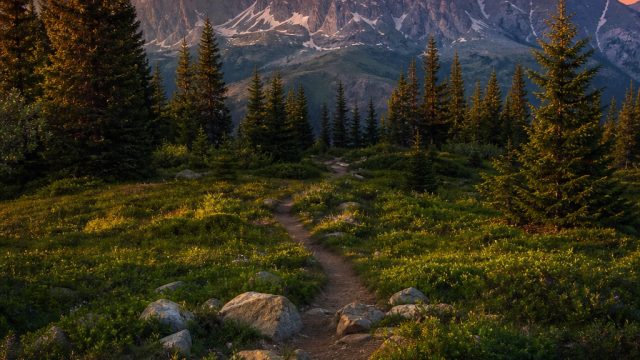 Exploring Nature Through Photography: Wallpapers that Bring the Outdoors In