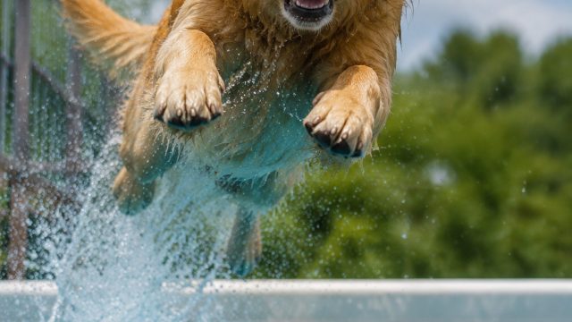 Vibrant Dock Jumping Dogs: Capturing Joy in Motion | games to play with friends online pc, boyaagame