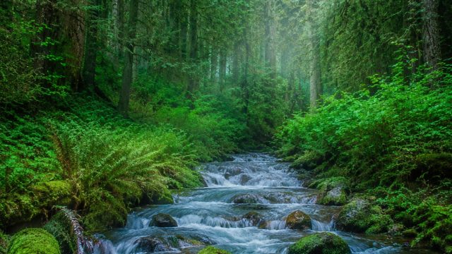 Exploring the Mystique of Nature: Captivating Forest Wallpapers | real money casino app, link altern