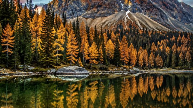 Timeless Serenity: Captivating Nature Wallpapers for Your Device