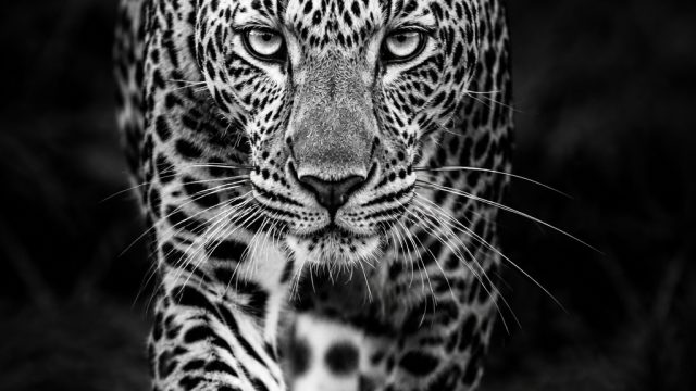 Captivating Black-and-White Wildlife Prints for Your Space