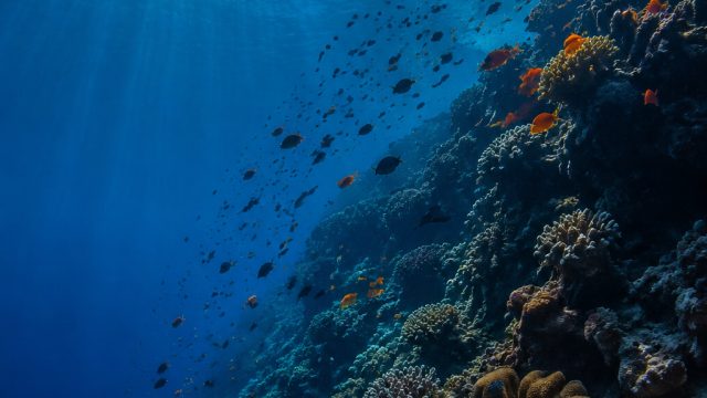 Dive Into the Depths: Captivating Oceanic Wallpapers for Your Screen | casinos like luckyland slots,