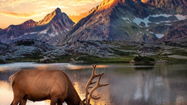 Embracing Nature: Stunning Wildlife Wallpapers for Your Devices