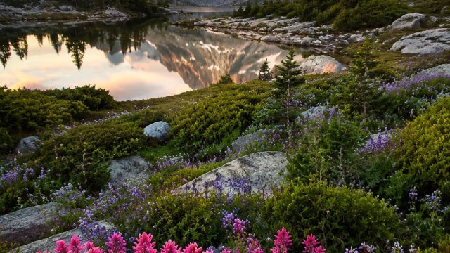 Stunning Nature Wallpapers: Vibrancy Meets Serenity in Every Pixel
