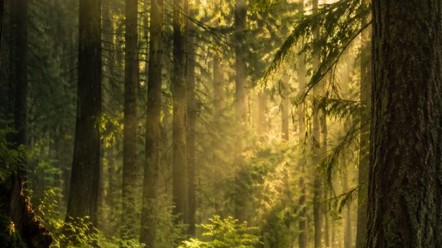 Captivating Nature: Explore Our Whimsical Forest Wallpaper Collection