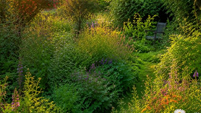 Embracing Natural Chaos: A Fresh Take on Gardening Aesthetics