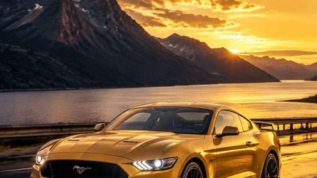 Captivating Moments: The Allure of Mustang Gold Backgrounds