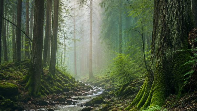 Enigmatic Forests: Captivating Wallpapers for Nature Lovers