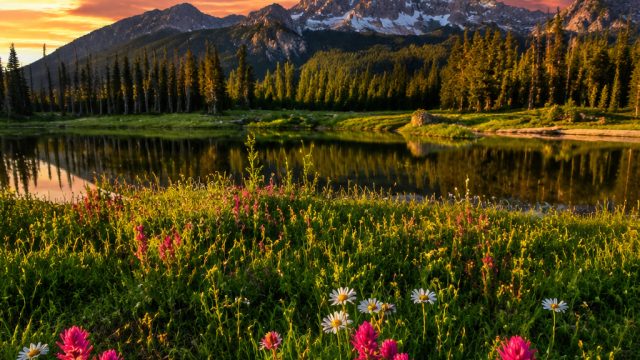 Embrace Tranquility with Nature-Inspired Wallpaper Designs