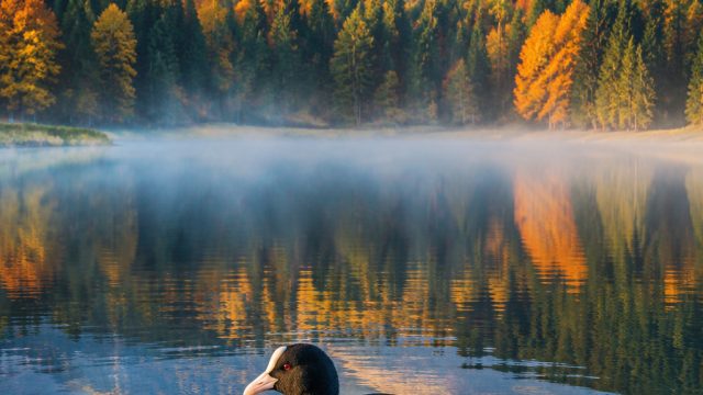 Coot Lake Serenity: Captivating Nature Wallpaper Collection